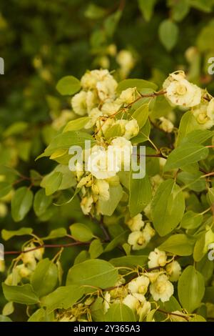 Flore d'Espagne - Paliurus spina-christi, épine de Jérusalem, septembre Banque D'Images