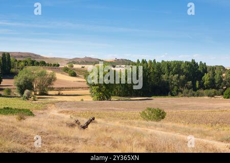 Paysage de vignobles de la région viticole de Duero, Espagne. Panorama agricole espagnol Banque D'Images