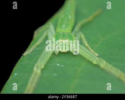 Araignée crabe verte sur la feuille vue de face Banque D'Images