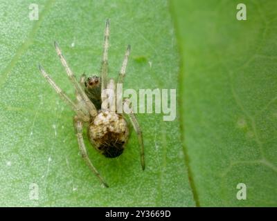 Araignée orbe sur la feuille vue du haut Banque D'Images