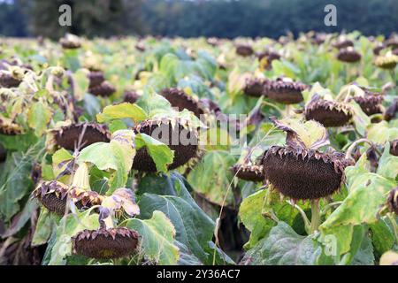 Champ de tournesols matures presque séchés bientôt prêt pour la récolte. Banque D'Images