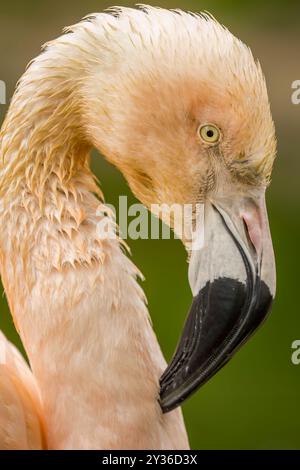 Flamingo gros plan sur la tête Banque D'Images
