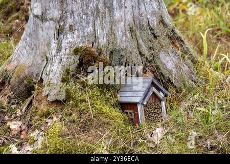 Un petit hôtel d'insectes en bois niché à la base d'un grand tronc d'arbre, entouré de mousse et d'herbe. L'écorce de l'arbre est altérée et texturée, créati Banque D'Images