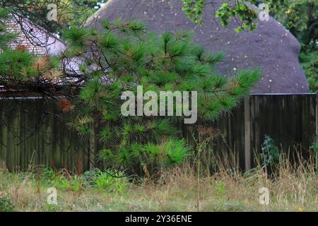 Rowner Lane, Gosport, Hampshire, Angleterre. 6 septembre 2024. Une vue depuis le terrain de l'église d'un toit de chaume d'un chalet sur un terrain voisin. Mentionnées dans le Domesday Book, des parties de l'église de la trouMary à Rowner Lane, Gosport, sont estimées à 1 000 ans. Cette photo fait partie d'une série que j'ai prise lors d'une récente visite autonome de l'église pendant les Journées portes ouvertes du patrimoine de Gosport. Banque D'Images