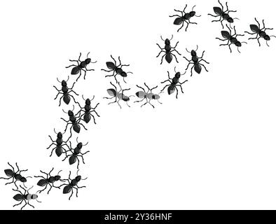 Groupe de fourmis noires marchent dans une ligne sinueuse sur un fond blanc Illustration de Vecteur