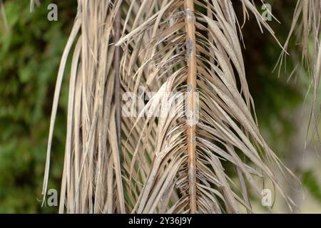 Palmier mort avec des branches sèches sur la cour de la maison de Floride. Concept de suppression d'arbre Banque D'Images