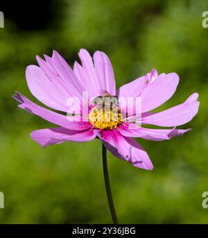 Hoverfly sur Cosmos Daisy Flower Head Banque D'Images