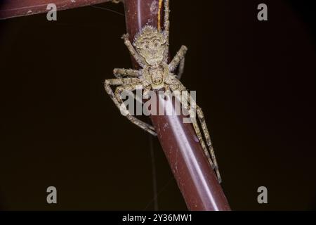 Philodromus margaritatus famille Philodromidae genre Philodromus lichen courant araignée nature sauvage photographie d'insectes, image, papier peint Banque D'Images