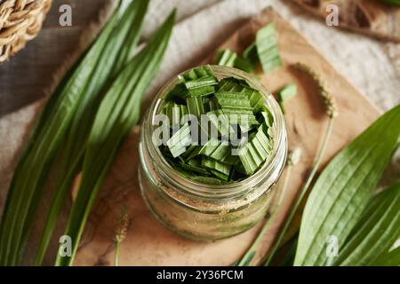 Préparer du sirop de plantain Ribwort pour la toux à partir de feuilles fraîches et de sucre Banque D'Images