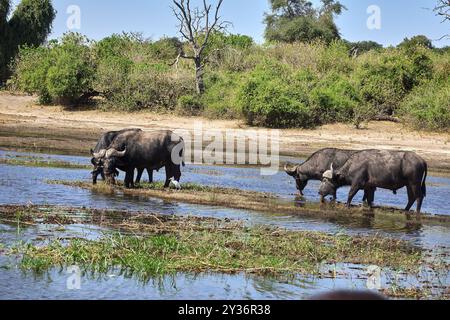 Le buffle d'eau africain, également connu simplement sous le nom de buffle africain ou buffle du Cap Banque D'Images