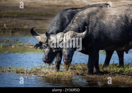 Le buffle d'eau africain, également connu simplement sous le nom de buffle africain ou buffle du Cap Banque D'Images