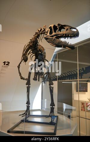 L'impressionnant squelette de dinosaure carnivore imposant dans l'exposition du musée d'histoire naturelle captive les visiteurs de tous âges. Majestueux prédateur préhistorique Banque D'Images