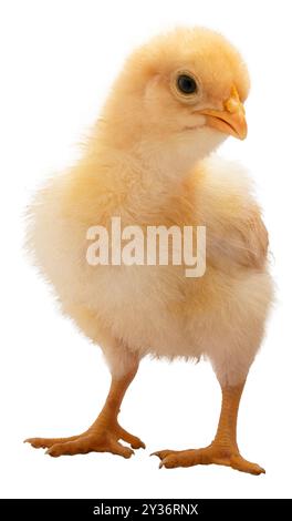 Sourire ou sourire sur le bec d'un jeune poussin de poulet Orpington buff qui est or brillant et jeune isolé dans un plan de studio. Banque D'Images