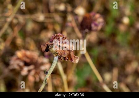 Fleur de Zinnia morte et allant à semer en automne. Soin des plantes, jardin fleuri et concept d'élagage. Banque D'Images