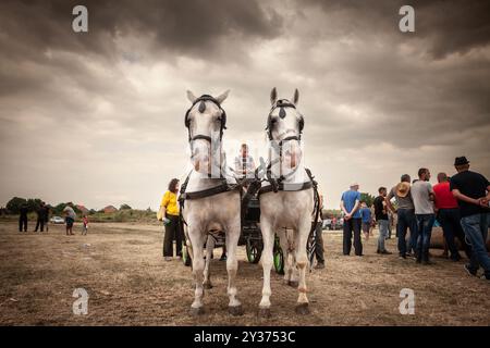 RUMA, SERBIE - 25 JUIN 2024 : enfant tenant les rênes, un coachman, conduisant un fiacre de diligence, un taxi hacnkey conduit par 2 chevaux blancs dans Rumska Strap Banque D'Images