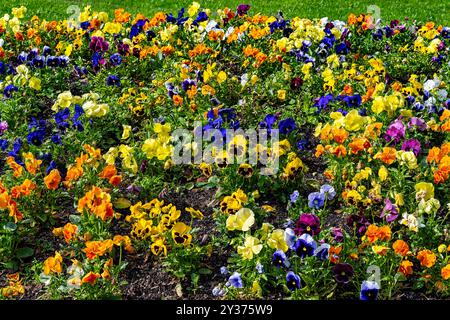 Colorfu pansies dans le parc à Bath, Angleterre Banque D'Images