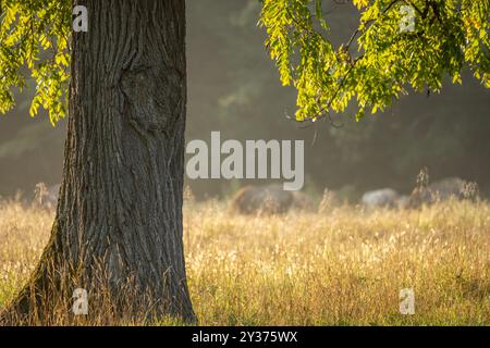 Large Tree prend la lumière du matin tandis que les élans paissent au loin dans le parc national des Great Smoky Mountains Banque D'Images