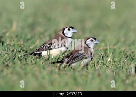 Pinsons à double barreau oiseau debout sur l'herbe verte Banque D'Images