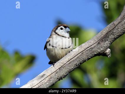 Oiseau de finch à double barreau assis sur une branche d'arbre Banque D'Images