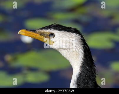 Gros plan portrait d'un petit oiseau cormoran pied Banque D'Images
