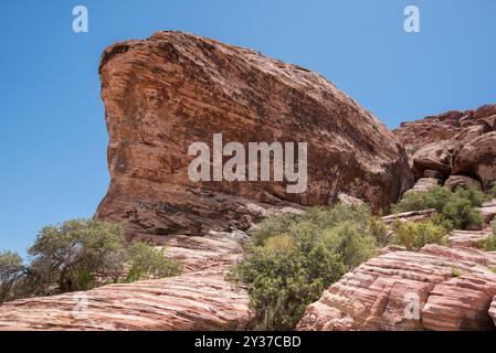 Calico Basin Trail, Red Rock Canyon, Nevada Banque D'Images