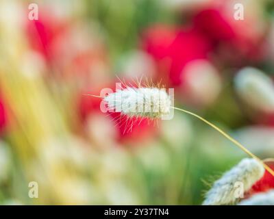 Lagurus ovatus, queue de lapin ou herbe à queue de lièvre. Fleur ovale de lagurus ovatus ou plante à queue de bonnet Banque D'Images