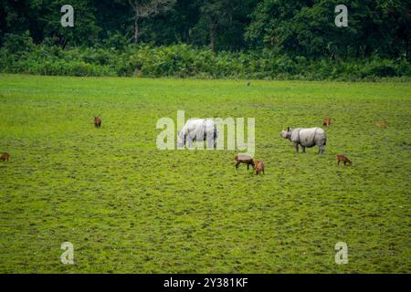 Deux rhinocéros à une corne avec quelques cerfs ponctués dans le parc national Kaziranga de l'Assam 2 Banque D'Images