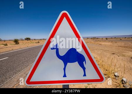 Avis de chameaux en grand, route m'Hamid, région de Zagora, Maroc, Afrique Banque D'Images