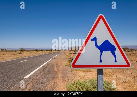 Avis de chameaux en grand, route m'Hamid, région de Zagora, Maroc, Afrique Banque D'Images