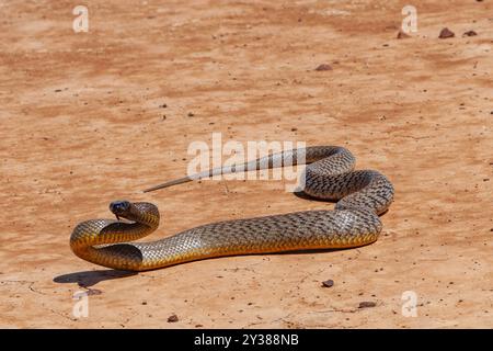 Taipan australien très venimeux dans l'habitat naturel de l'outback occidental du Queensland Banque D'Images