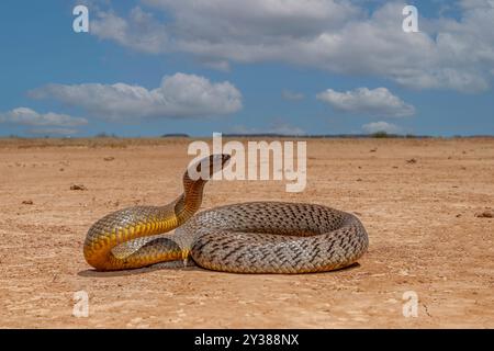 Taipan australien très venimeux dans l'habitat naturel de l'outback occidental du Queensland Banque D'Images