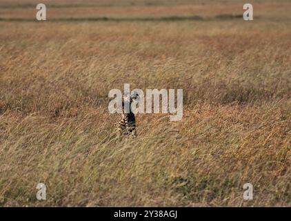 Lion mâle adulte marchant dans les vastes prairies du parc national du Serengeti, Tanzanie Banque D'Images