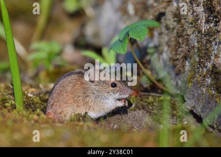 Souris de champ rayée au soleil Banque D'Images