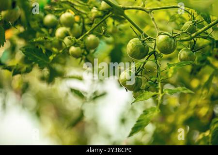 Tomates vertes poussant sur la vigne, baignées dans la lumière chaude du soleil d'une serre Banque D'Images