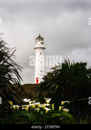 Phare de Cape Egmont avec des fleurs blanches de Lily de Calla au premier plan. Taranaki. Nouvelle-Zélande. Banque D'Images