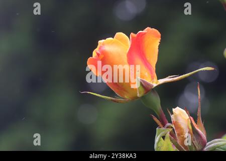 Pousse des bourgeons de rose orange et rouge Banque D'Images