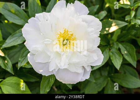 PEONY MISS AMERICA. Belles pivoines blanches dans le jardin. Banque D'Images