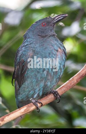 La fée asiatique Bluebird perchée sur une branche. Oiseau femelle. Banque D'Images
