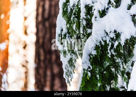 Gros plan d'une branche à feuilles persistantes recouverte de neige avec fond de forêt Banque D'Images