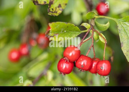 Baies rouges de l'arbre d'aubépine en automne Banque D'Images