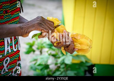 Homme coupant des étoiles fraîches mûres (carambola), Antigua, Antigua et Barbuda, Caraïbes, Antilles Banque D'Images