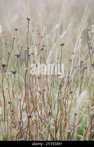 herbe séchée au soleil dans la prairie de fin d'été, norfolk, angleterre Banque D'Images