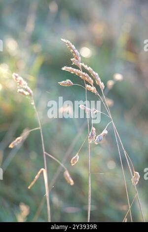 herbe séchée au soleil dans la prairie de fin d'été, norfolk, angleterre Banque D'Images