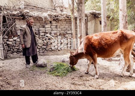 Un fermier du village de Hushe nourrit sa vache Banque D'Images