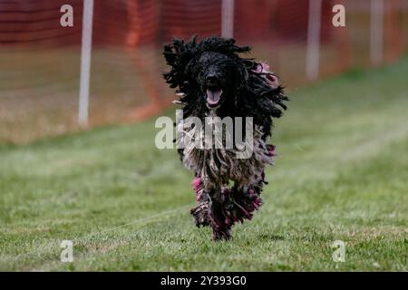 Caniche standard avec Pink Dyed Hair Lure course Dog Sport Banque D'Images