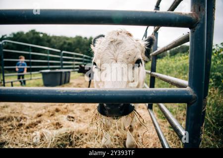 Une vache regardant à travers une clôture, avec un enfant en arrière-plan Banque D'Images