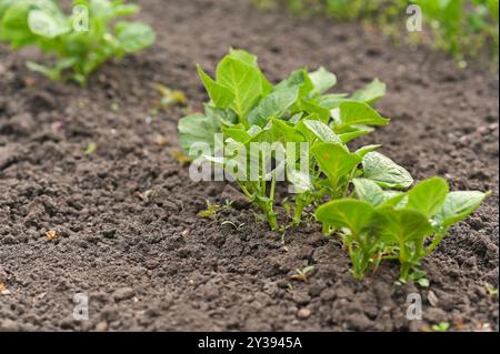 pousses de pommes de terre poussant dans le jardin au printemps Banque D'Images