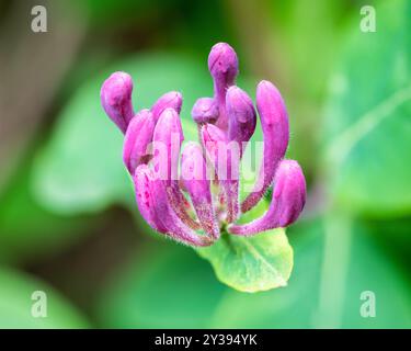Bourgeons de chèvrefeuille étrusque (Lonicera etrusca), en mai, avant de s'ouvrir en fleurs de chèvrefeuille. Banque D'Images