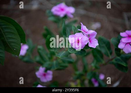 Fleurs de pervenche violettes fleurissent sur un fond sombre dans une maison g Banque D'Images