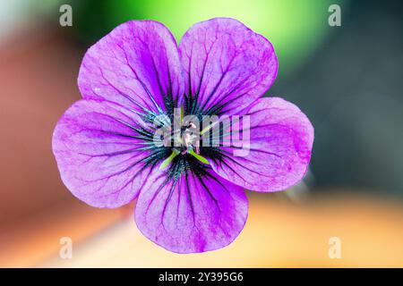 Le cranesbill arménien est une espèce de Geranium de plante à fleurs, vue ici poussant dans un jardin dans le Devon, Royaume-Uni. Banque D'Images